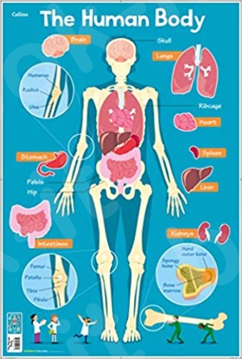 Human Body (Collins Children’s Poster) -  Collins